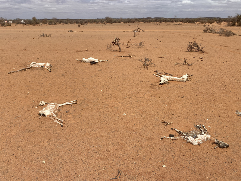 East Africa Drought Is 'Dire,' say Officials, Warning of Possible ...