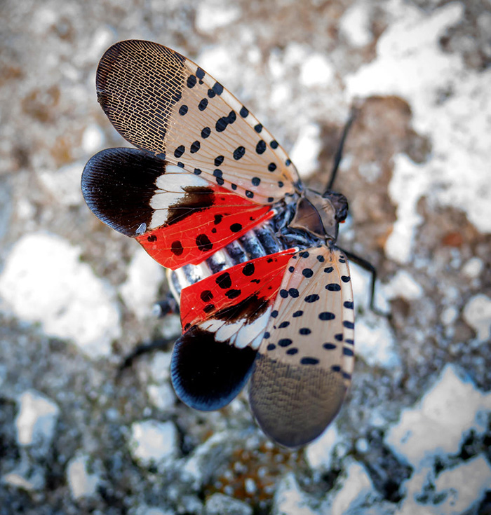 Spotted Lanternfly Causing New York Angst After Infesting Pennsylvania