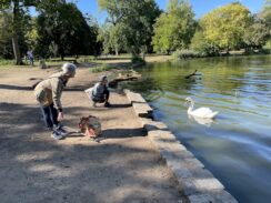 Only In Print: Prospect Park’s ‘Swan Squad’ is on Patrol and Protecting the Animals