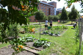St. John’s University Makes Top 50 of Nation’s ‘Greenest’ Schools