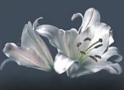 Early Funeral Arrangements Help Assure Post-Death Wishes Are Respected