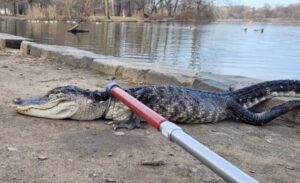 Only In Print: Alligator Among a Growing List of Creatures Dumped in Prospect Park