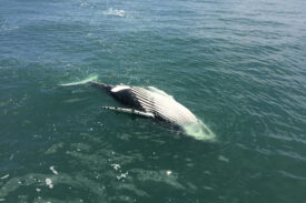 Rash of Humpback Whale Deaths