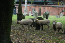 ‘SoHo Sheep’ Return to Graze, Post-Pandemic, in Lower Manhattan Basilica’s Cemetery