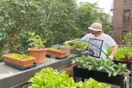 A Rooftop Garden Grows in Manhattan to Feed Hungry Migrants