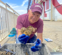 Following a Franciscan Example, Advocates Work to Reinvigorate NY Oysters