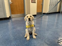 Paws and Effect: New Classmate Brings Good Vibes to School Halls at Archbishop Molloy High School